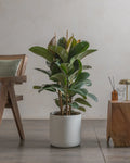 Rubber Tree (Ficus Elastica) (UAE Luxury Specimen) in Minimalist White Ceramic Pot - PlantsPro UAE