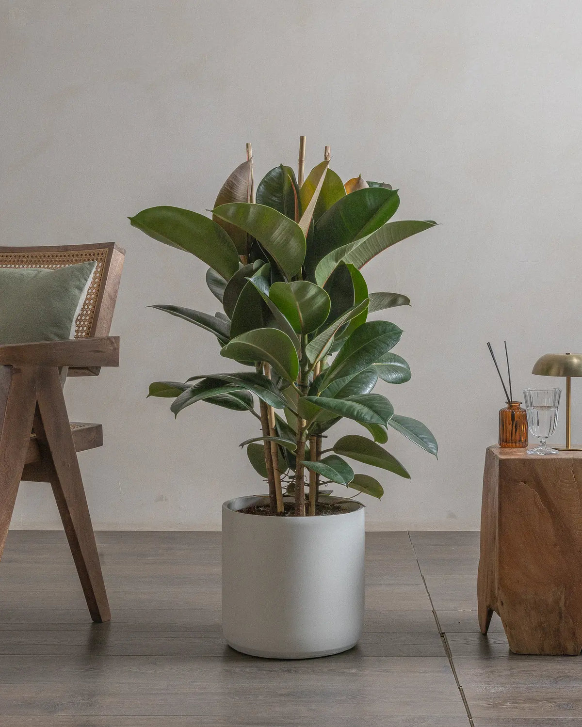 Rubber Tree (Ficus Elastica) (UAE Luxury Specimen) in Minimalist White Ceramic Pot - PlantsPro UAE