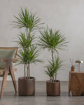 Dragon Tree (Dracaena Marginata) (UAE Luxury Specimen) in Minimalist White Ceramic Pot - PlantsPro UAE