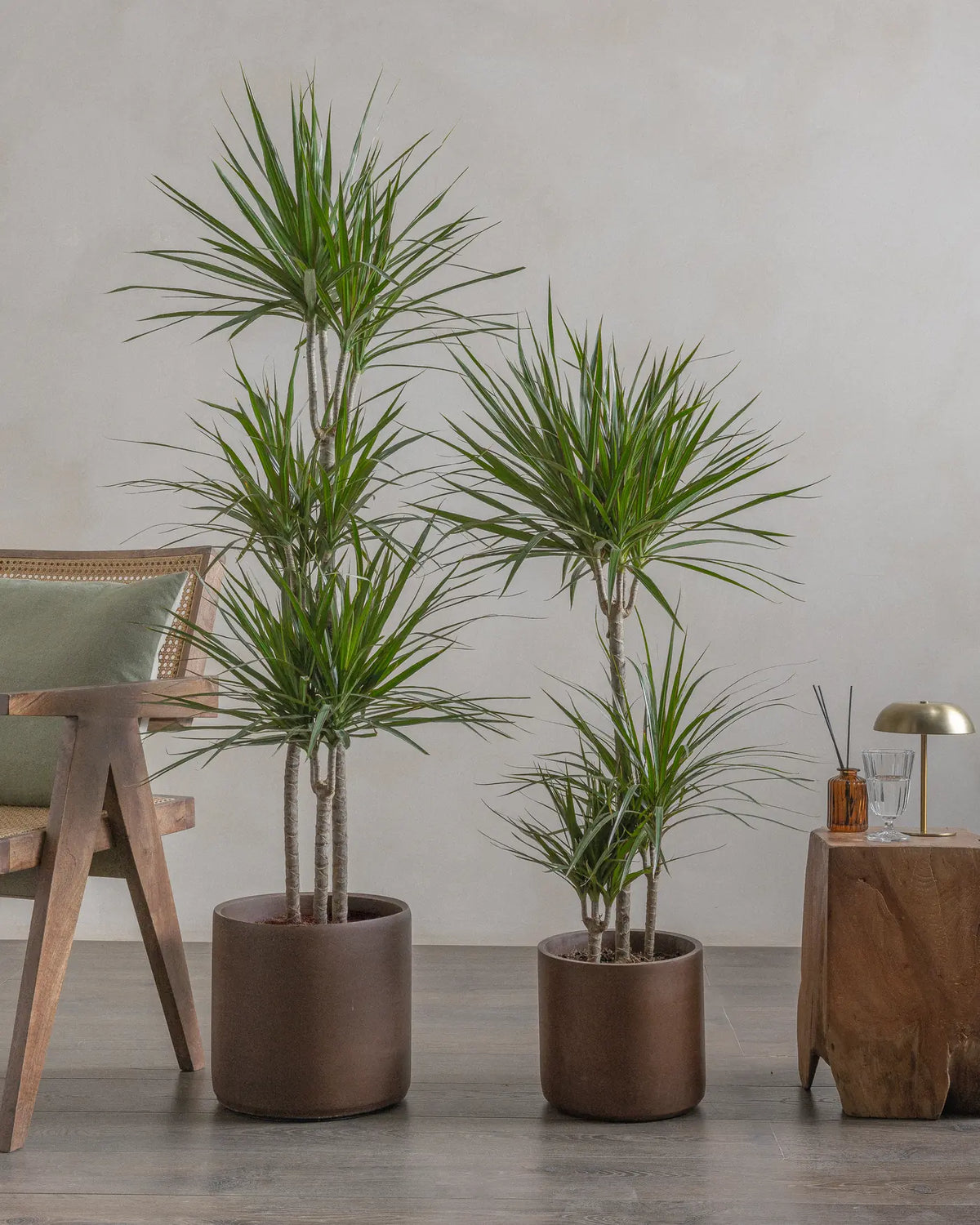 Dragon Tree (Dracaena Marginata) (UAE Luxury Specimen) in Minimalist White Ceramic Pot - PlantsPro UAE