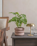 Swiss Cheese Vine (Monster Obliqua) (UAE Luxury Specimen) in Minimalist White Ceramic Pot - PlantsPro UAE