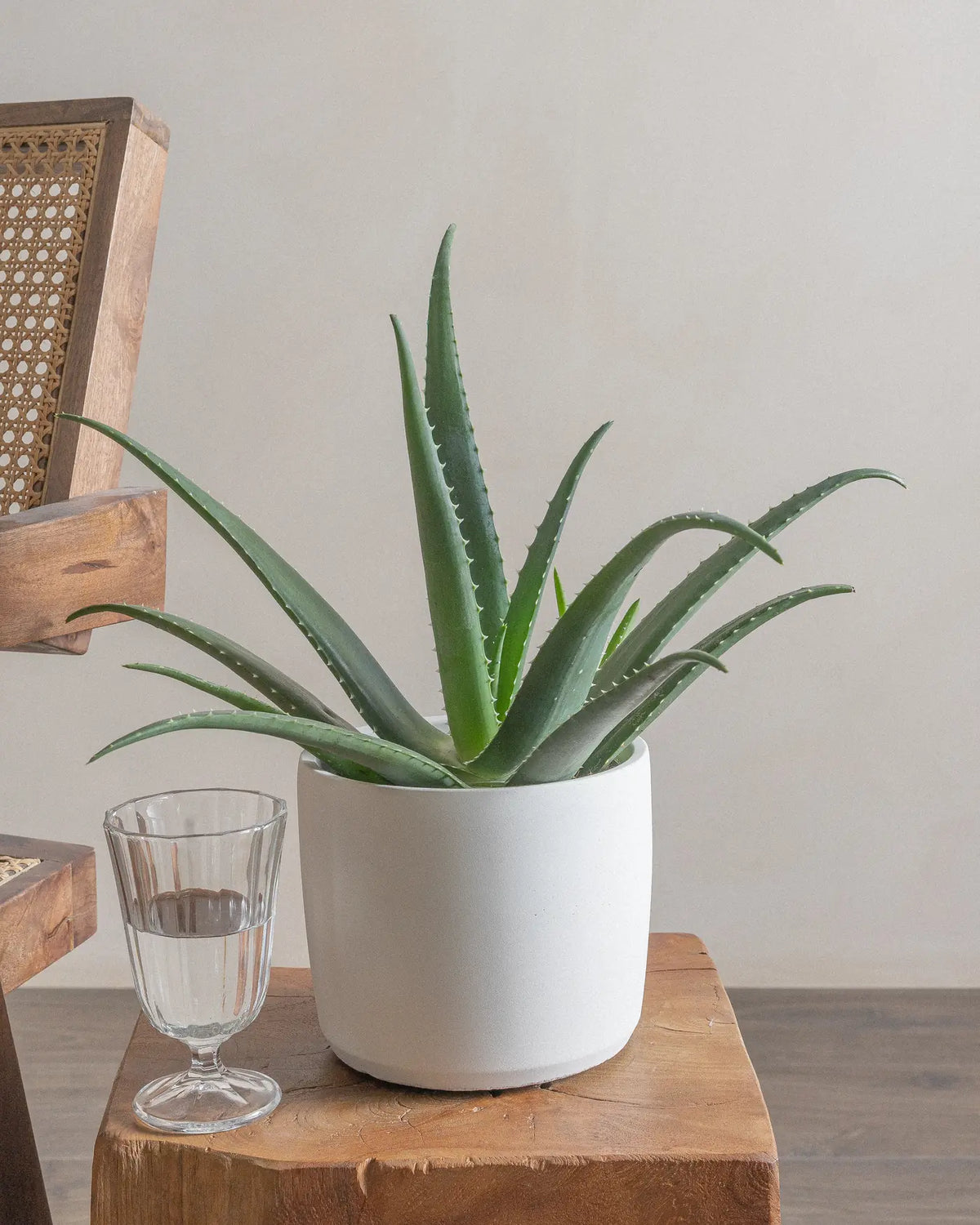 Aloe Vera (UAE Luxury Specimen) in Minimalist White Ceramic Pot - PlantsPro UAE