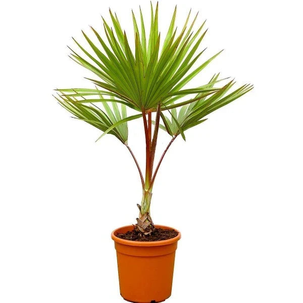 Latania lontaroides – Red Latan Palm in Minimalist White Ceramic Pot - PlantsPro UAE