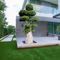 Ficus Panda Multi Head/Root in Minimalist White Ceramic Pot - PlantsPro UAE