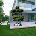 Ficus Bonsai Shaped 2-2.5m in Minimalist White Ceramic Pot - PlantsPro UAE