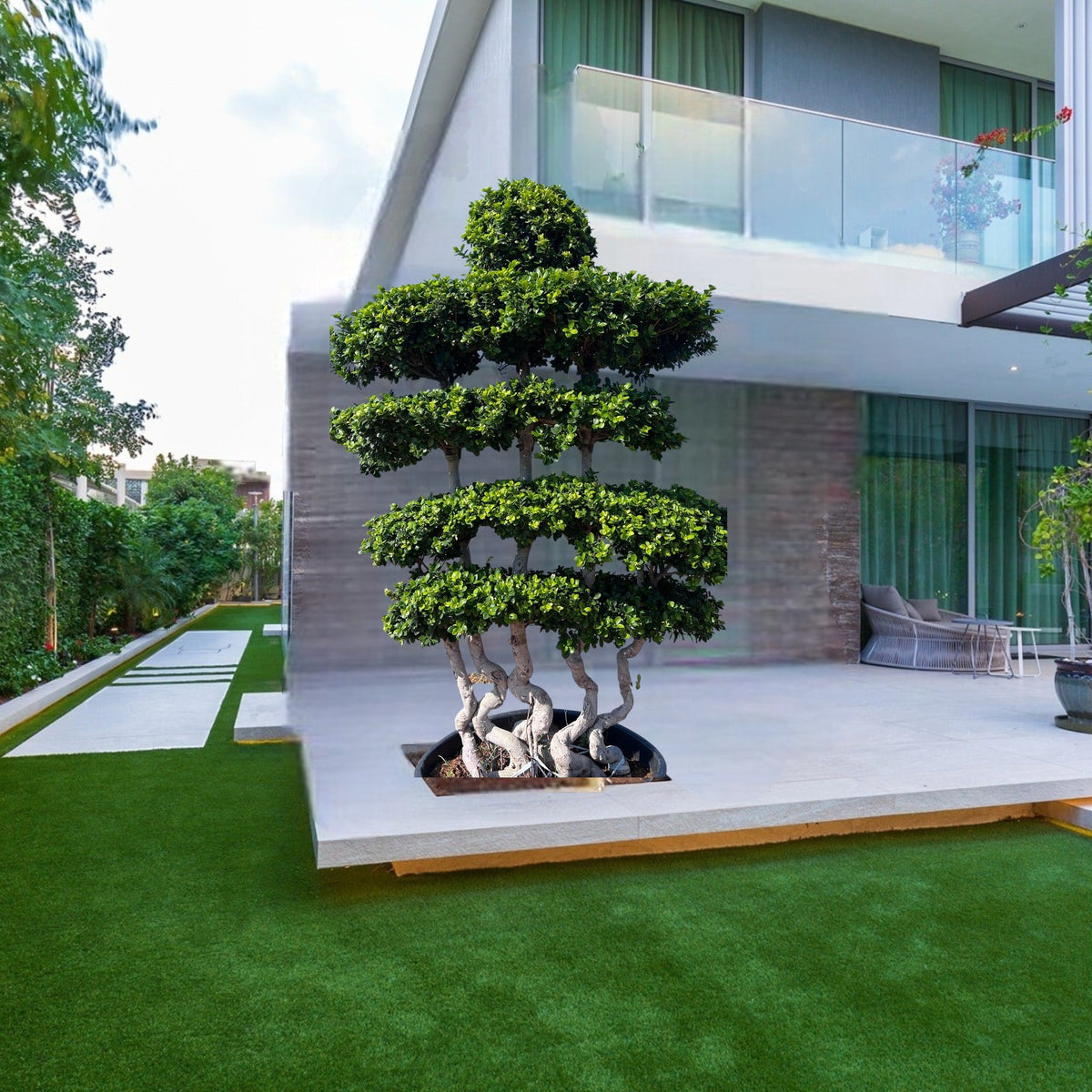Ficus Bonsai Shaped 2-2.5m in Minimalist White Ceramic Pot - PlantsPro UAE