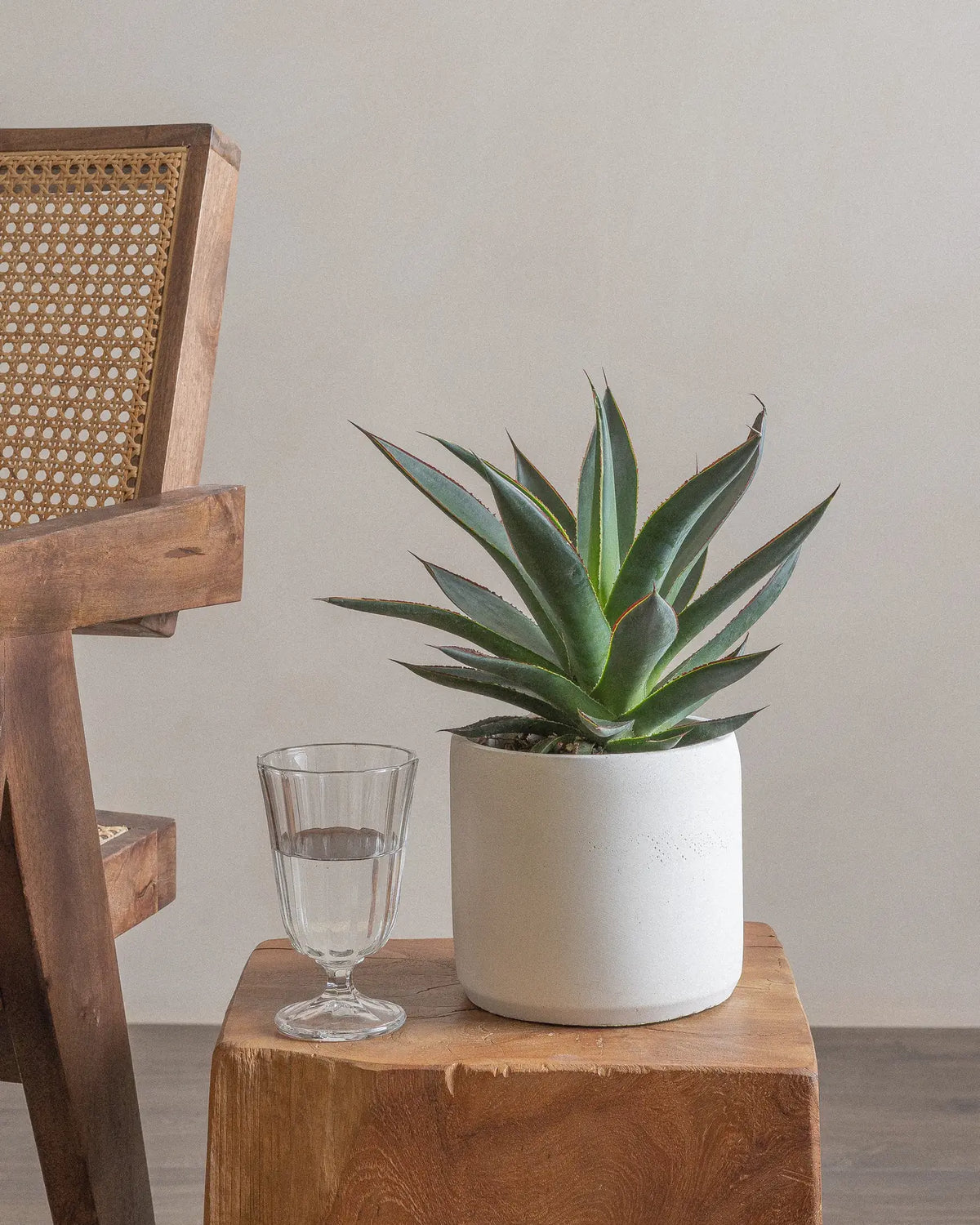 Agave (UAE Luxury Specimen) in Minimalist White Ceramic Pot - PlantsPro UAE