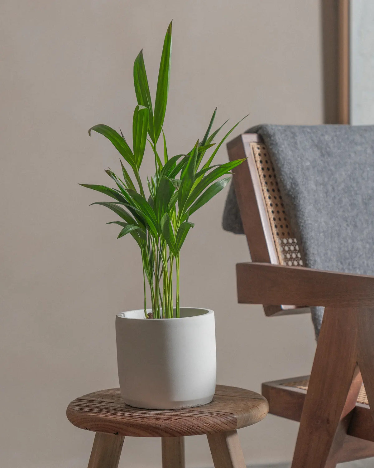 Areca Palm (Dypsis Lutescens) (UAE Luxury Specimen) in Minimalist White Ceramic Pot - PlantsPro UAE