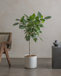 Banyan Tree (Ficus Bengalensis Audrey) (UAE Luxury Specimen) in Minimalist White Ceramic Pot - PlantsPro UAE