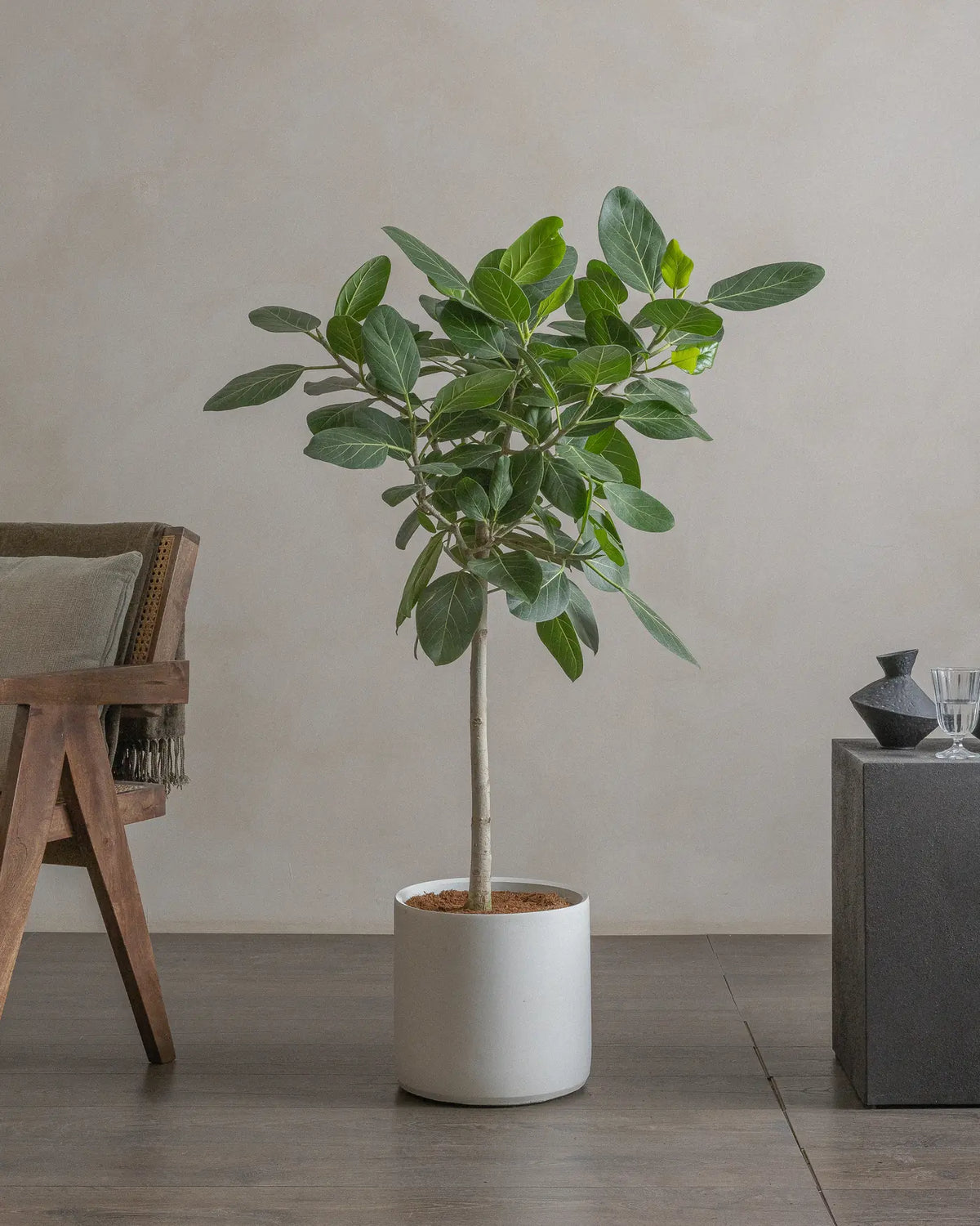 Banyan Tree (Ficus Bengalensis Audrey) (UAE Luxury Specimen) in Minimalist White Ceramic Pot - PlantsPro UAE