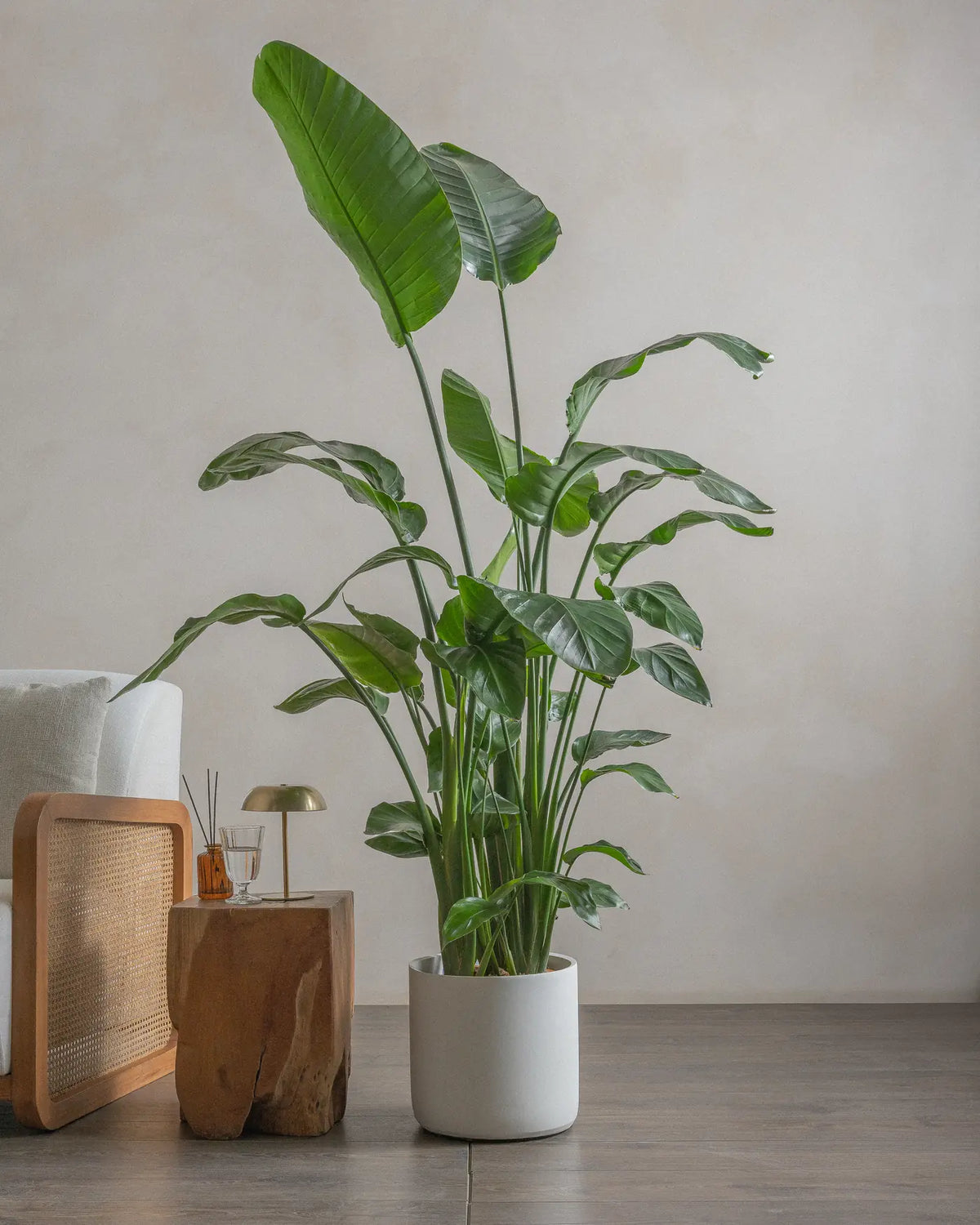 Bird of Paradise (Strelitzia Nicolai) (UAE Luxury Specimen) in Minimalist White Ceramic Pot - PlantsPro UAE
