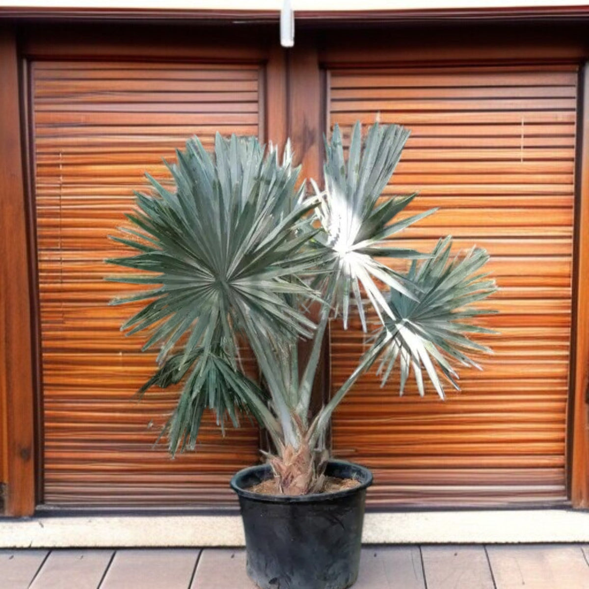 Bismarckia nobilis – Bismarck Palm in Minimalist White Ceramic Pot - PlantsPro UAE