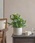 Blue Fern (Phlebodium) (UAE Luxury Specimen) in Minimalist White Ceramic Pot - PlantsPro UAE