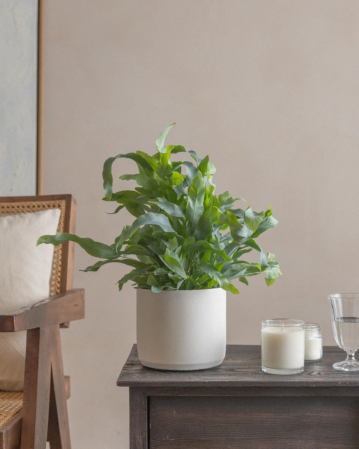 Blue Fern (Phlebodium) (UAE Luxury Specimen) in Minimalist White Ceramic Pot - PlantsPro UAE