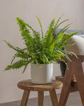 Boston Fern (Nephrolepis Exaltata) (UAE Luxury Specimen) in Minimalist White Ceramic Pot - PlantsPro UAE