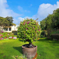 Bougainvillea Pompom – Ball Shape in Minimalist White Ceramic Pot - PlantsPro UAE