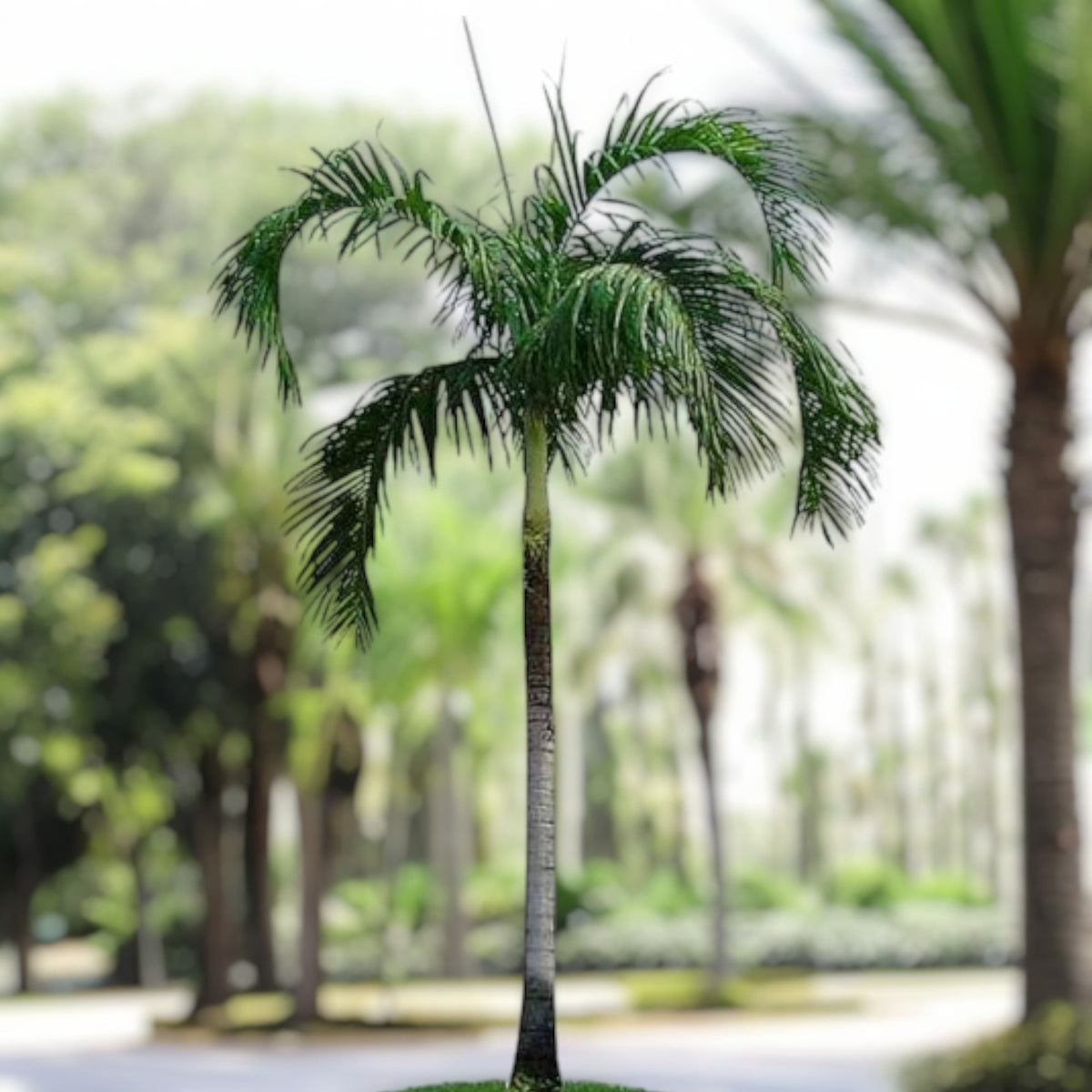 Carpentaria acuminata – Carpentaria Palm in Minimalist White Ceramic Pot - PlantsPro UAE
