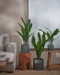 Cast Iron Plant (Aspidistra Elatior) (UAE Luxury Specimen) in Minimalist White Ceramic Pot - PlantsPro UAE