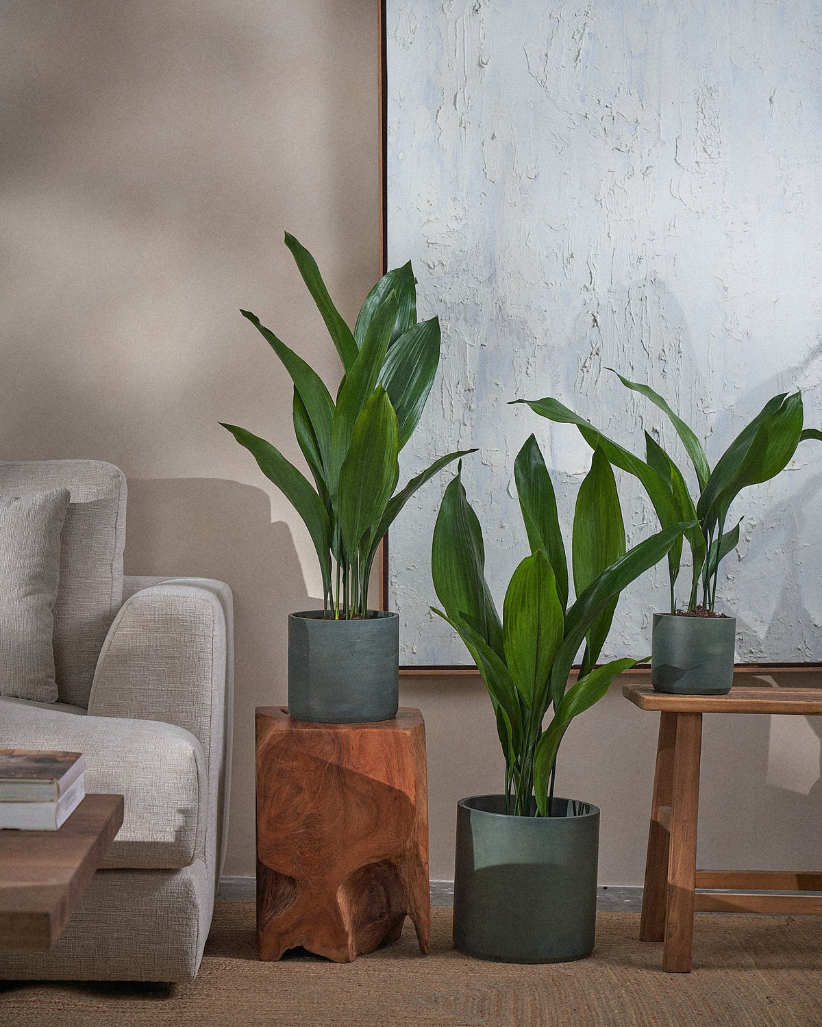 Cast Iron Plant (Aspidistra Elatior) (UAE Luxury Specimen) in Minimalist White Ceramic Pot - PlantsPro UAE