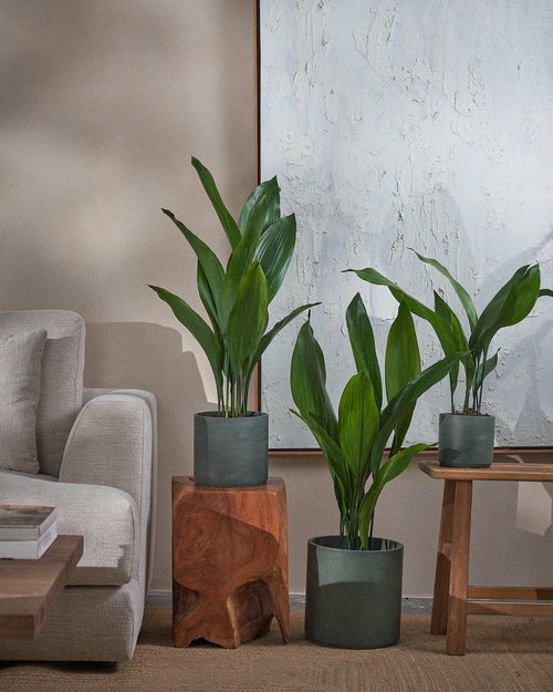 Cast Iron Plant (Aspidistra Elatior) (UAE Luxury Specimen) in Minimalist White Ceramic Pot - PlantsPro UAE