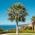 Copernicia prunifera – Wax Palm (Caranday Palm) in Minimalist White Ceramic Pot - PlantsPro UAE