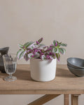 Fantasy Venice (Tradescantia Nanouk) (UAE Luxury Specimen) in Minimalist White Ceramic Pot - PlantsPro UAE