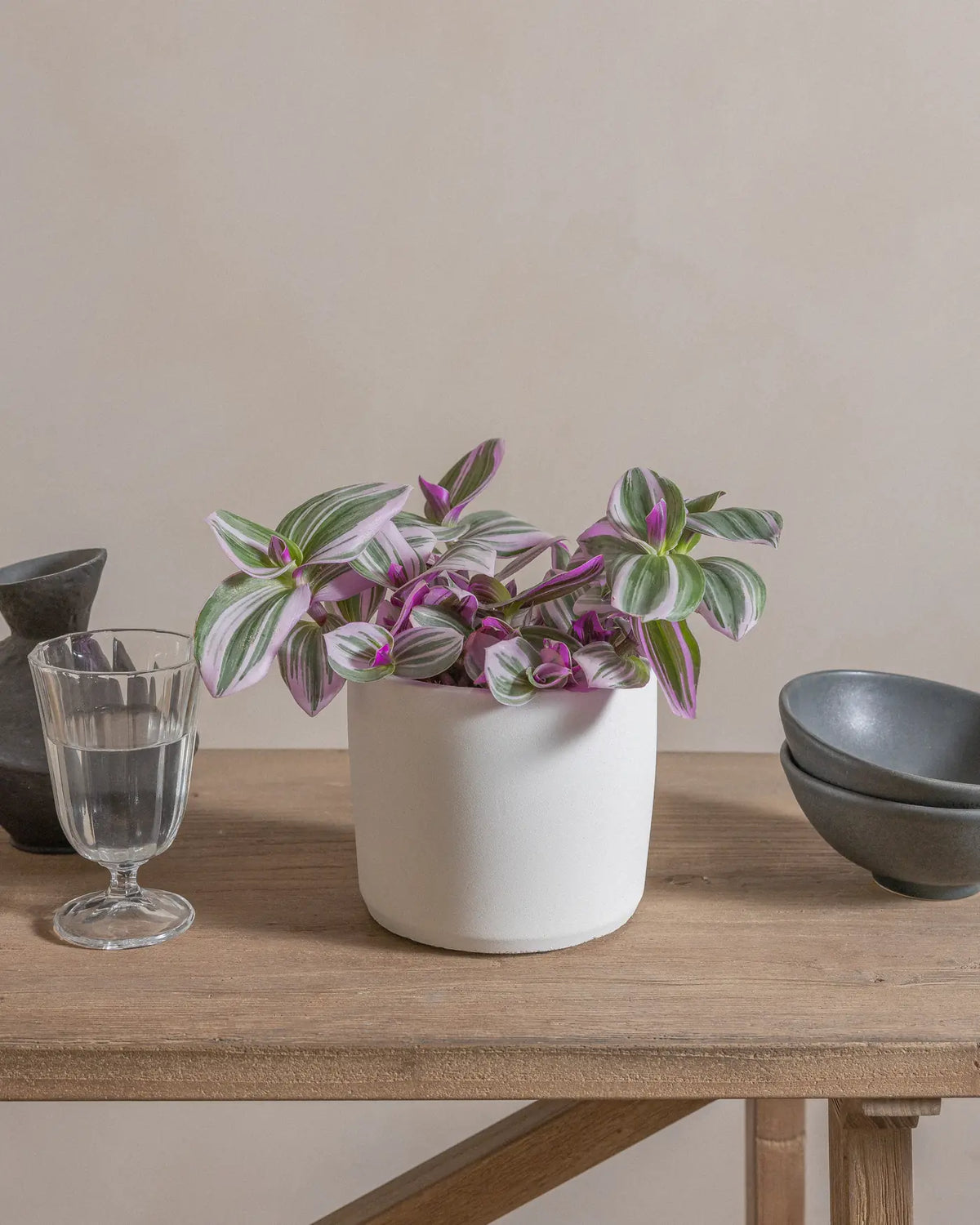 Fantasy Venice (Tradescantia Nanouk) (UAE Luxury Specimen) in Minimalist White Ceramic Pot - PlantsPro UAE
