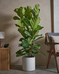 Fiddle Leaf Fig (Ficus Lyrata) (UAE Luxury Specimen) in Minimalist White Ceramic Pot - PlantsPro UAE