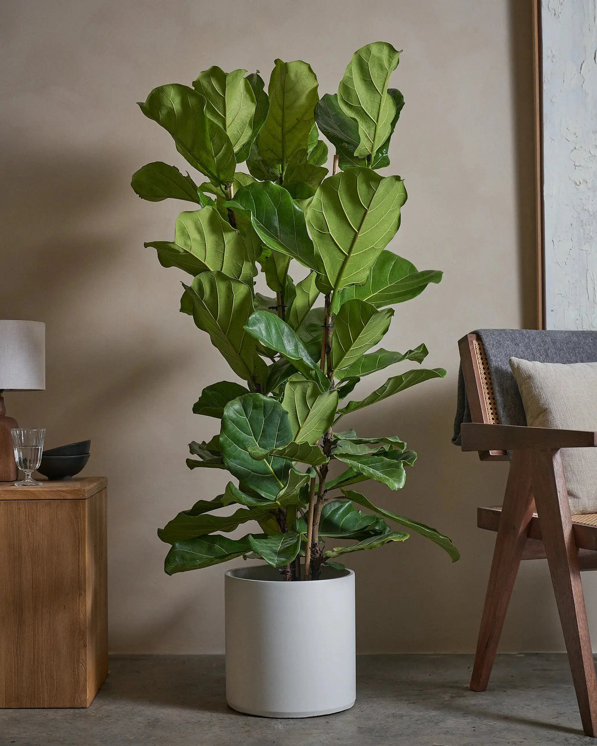 Fiddle Leaf Fig (Ficus Lyrata) (UAE Luxury Specimen) in Minimalist White Ceramic Pot - PlantsPro UAE