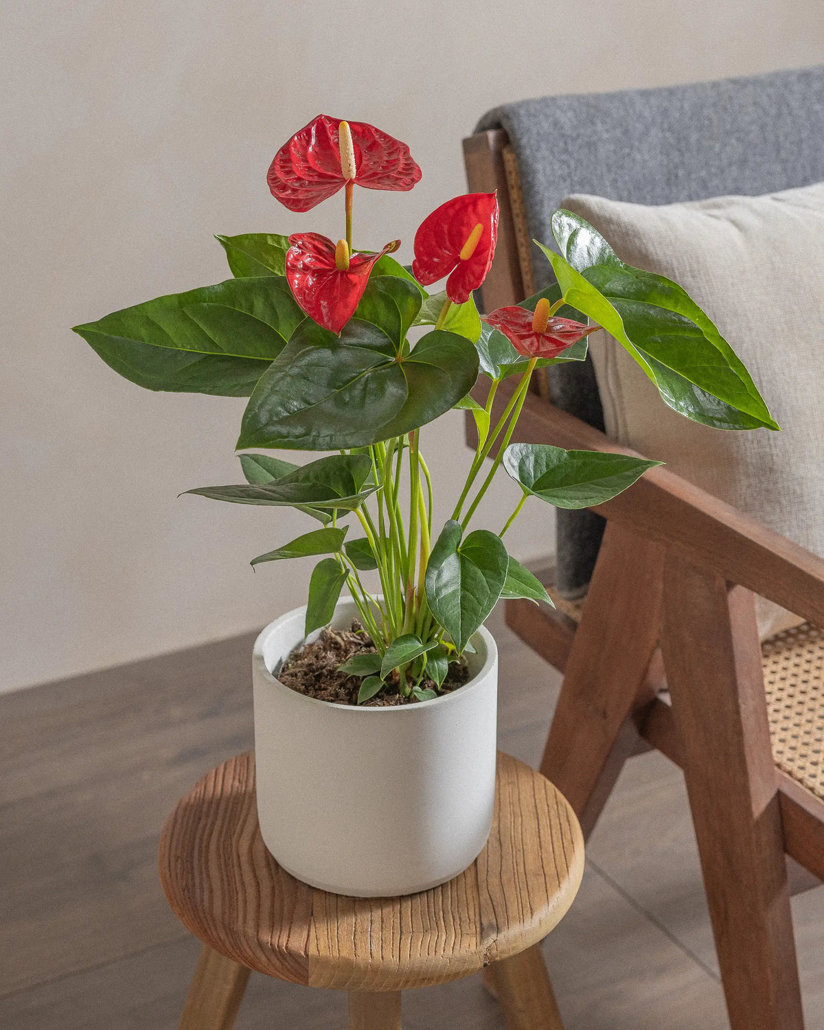 Flamingo Plant (Anthurium) (UAE Luxury Specimen) in Minimalist White Ceramic Pot - PlantsPro UAE