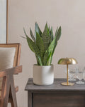Green Snake Plant (Sansevieria Zeylanica) (UAE Luxury Specimen) in Minimalist White Ceramic Pot - PlantsPro UAE