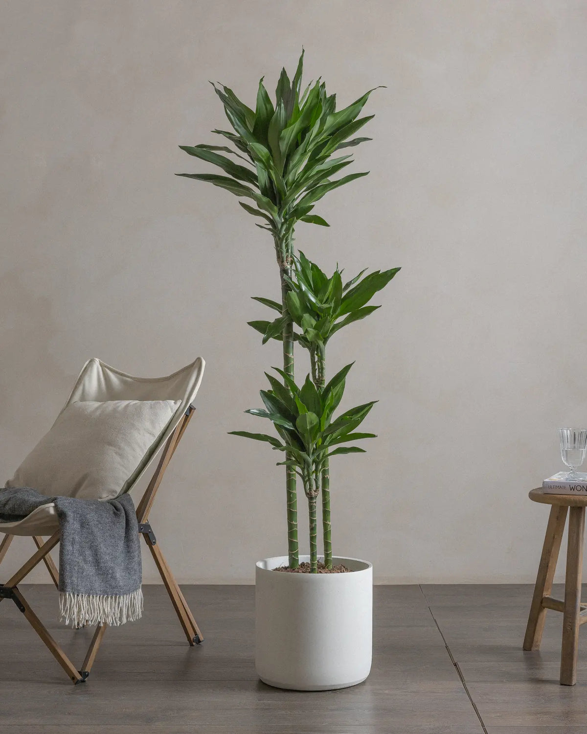 Jade Dragon Tree (Dracaena Janet Lind) (UAE Luxury Specimen) in Minimalist White Ceramic Pot - PlantsPro UAE