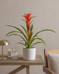 Light Plant (Guzmania) (UAE Luxury Specimen) in Minimalist White Ceramic Pot - PlantsPro UAE