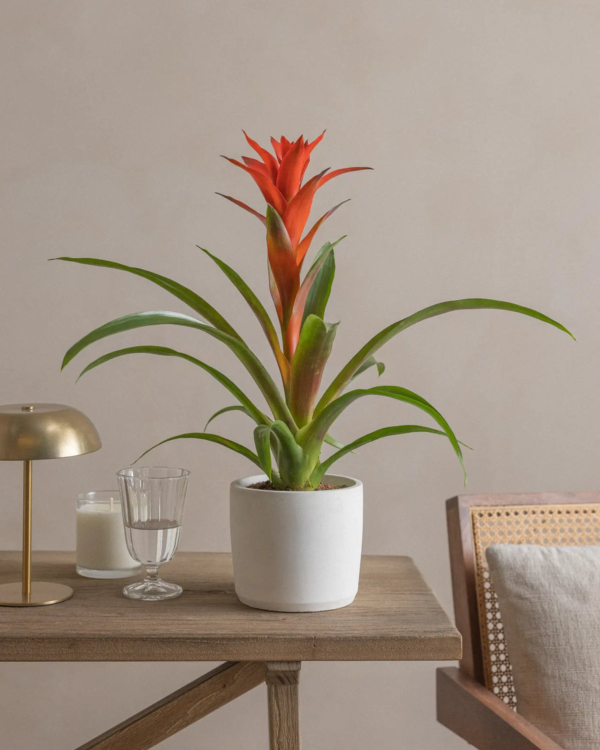 Light Plant (Guzmania) (UAE Luxury Specimen) in Minimalist White Ceramic Pot - PlantsPro UAE