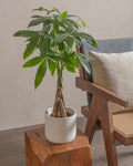 Money Tree (Pachira Aquatica) (UAE Luxury Specimen) in Minimalist White Ceramic Pot - PlantsPro UAE