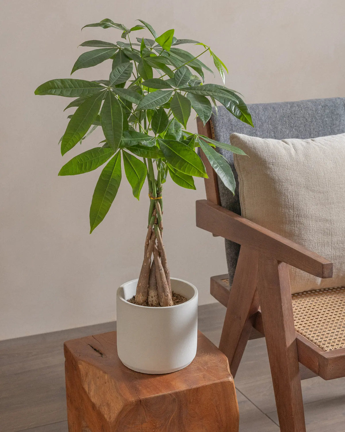 Money Tree (Pachira Aquatica) (UAE Luxury Specimen) in Minimalist White Ceramic Pot - PlantsPro UAE
