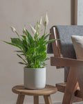 Peace Lily (Spathiphyllum) (UAE Luxury Specimen) in Minimalist White Ceramic Pot - PlantsPro UAE
