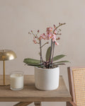 Pink Orchid (Phalaenopsis) (UAE Luxury Specimen) in Minimalist White Ceramic Pot - PlantsPro UAE