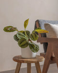 Prayer Plant (Maranta) (UAE Luxury Specimen) in Minimalist White Ceramic Pot - PlantsPro UAE