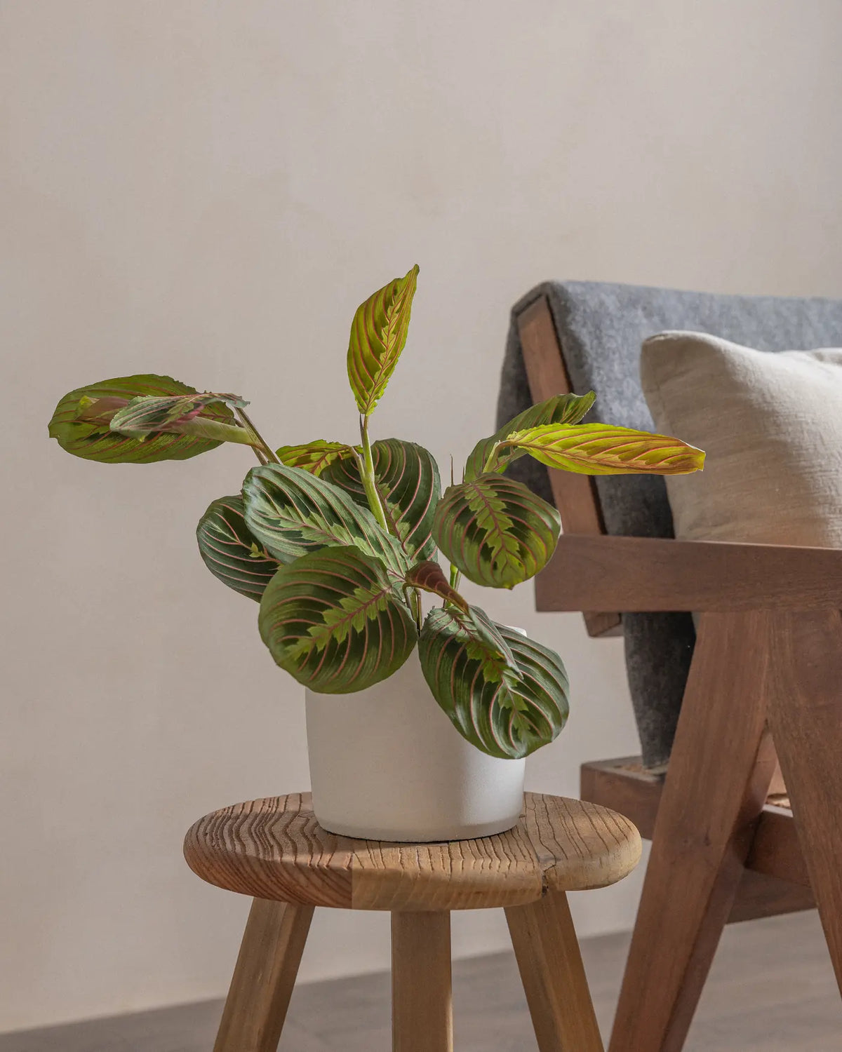 Prayer Plant (Maranta) (UAE Luxury Specimen) in Minimalist White Ceramic Pot - PlantsPro UAE