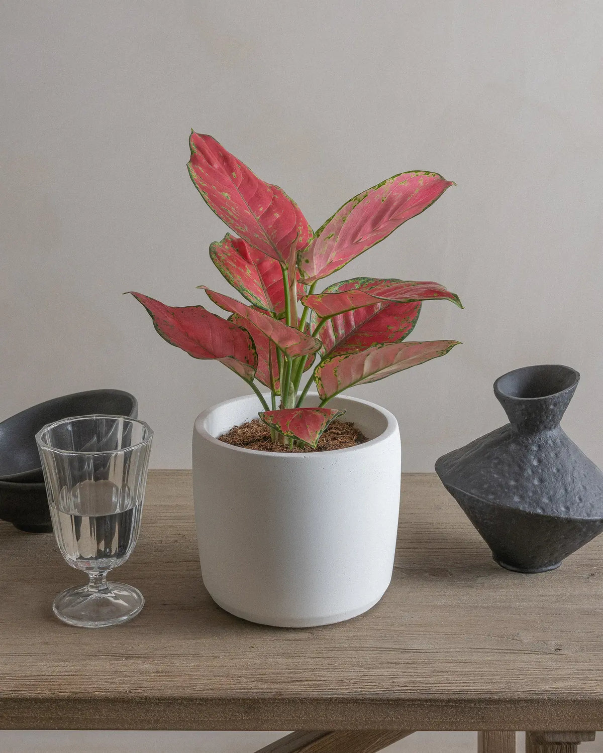 Red Lime (Aglaonema) (UAE Luxury Specimen) in Minimalist White Ceramic Pot - PlantsPro UAE