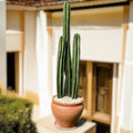 San Pedro Cactus (Trichocereus pachanoi) in Minimalist White Ceramic Pot - PlantsPro UAE