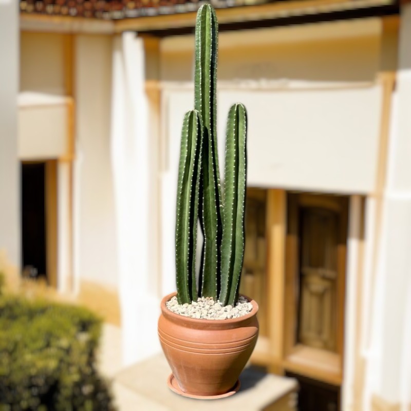 San Pedro Cactus (Trichocereus pachanoi) in Minimalist White Ceramic Pot - PlantsPro UAE