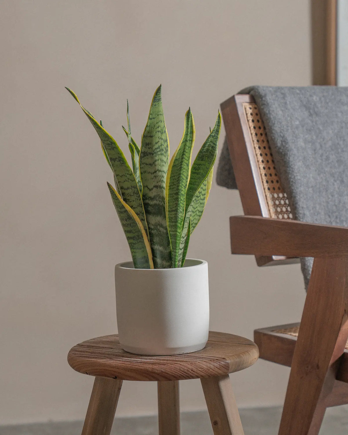 Snake Plant (Sansevieria Laurentii) (UAE Luxury Specimen) in Minimalist White Ceramic Pot - PlantsPro UAE