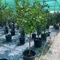 Orange Tree – Citrus Sinensis in Minimalist White Ceramic Pot - PlantsPro UAE