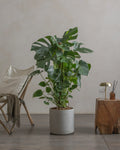 Swiss Cheese Plant (Monstera Deliciosa) (UAE Luxury Specimen) in Minimalist White Ceramic Pot - PlantsPro UAE