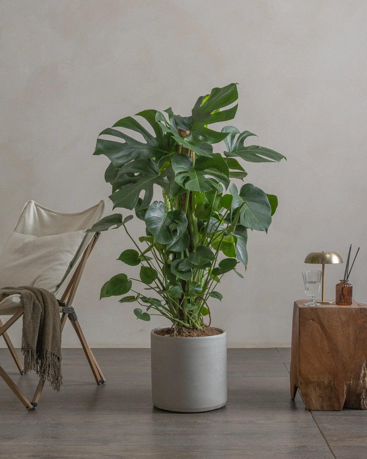 Swiss Cheese Plant (Monstera Deliciosa) (UAE Luxury Specimen) in Minimalist White Ceramic Pot - PlantsPro UAE