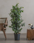 Teardrop Tree (Ficus Benjamina) (UAE Luxury Specimen) in Minimalist White Ceramic Pot - PlantsPro UAE