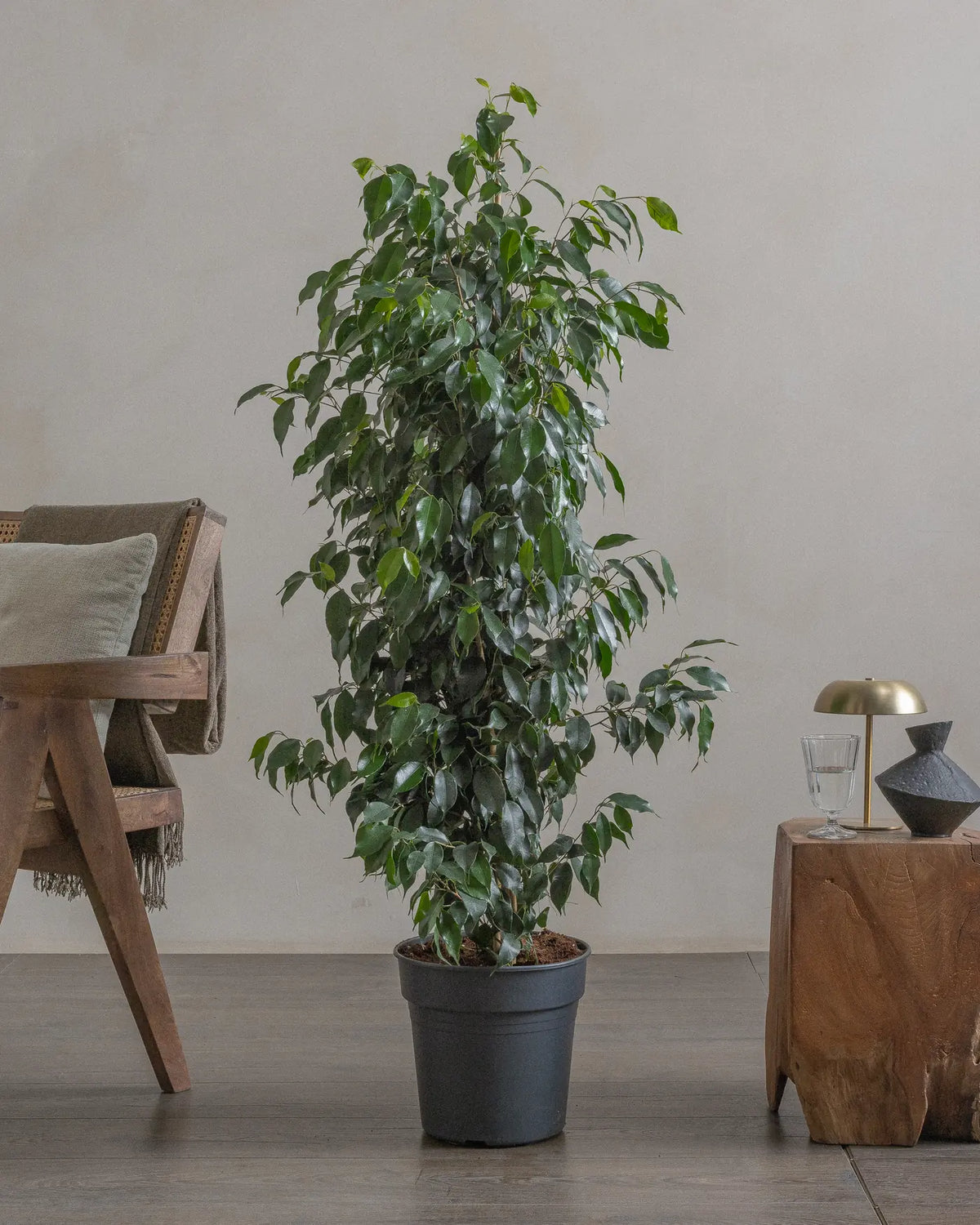 Teardrop Tree (Ficus Benjamina) (UAE Luxury Specimen) in Minimalist White Ceramic Pot - PlantsPro UAE