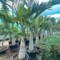Hyophorbe Lagenicaulis "Bottle Palm" in Minimalist White Ceramic Pot - PlantsPro UAE